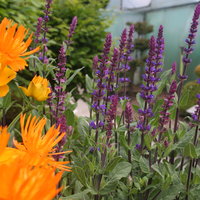 diverse Blumen im Beet