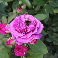 Makroaufnahme einer Rosenblüte