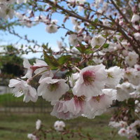 Blüten an einem Baum