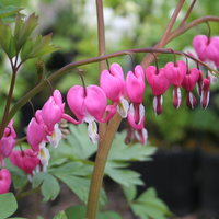 Makroaufnahme einer Tränendes-Herz-Blume