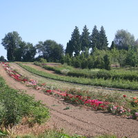 Blumenzucht am Acker