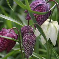 Makroaufnahme mehrerer Schachbtrettblumen