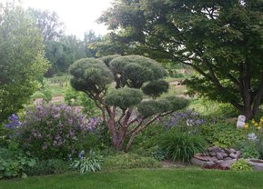 Makroaufnahme einer Tränendes-Herz-Blume